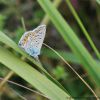 Polyommatus icarus