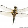 Libellula quadrimaculata