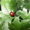 Harmonia axyridis