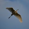 Egretta alba (Linnaeus, 1758)