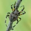 Araneus angulatus