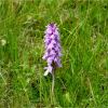 Зозульки Фукса. Пальчатокоренник Фукса. Dactylorhiza fuchsii