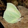 Gonepteryx rhamni female