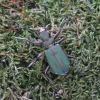 Cicindela campestris