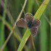 Polyommatus icarus