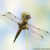 Libellula quadrimaculata