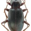 Laemostenus (Pristonychus) terricola terricola (Herbst, 1784)