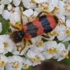 Trichodes apiarius