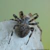 Araneus angulatus