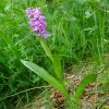 Зозульки Фукса. Пальчатокоренник Фукса. Dactylorhiza fuchsii