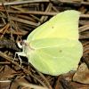 Gonepteryx rhamni male