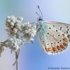 Polyommatus icarus