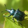Трубкокрут осиковий (Byctiscus populi)
