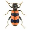 Trichodes apiarius