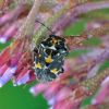 Stenozygum coloratum