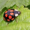 Harmonia axyridis