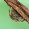 Araneus diadematus