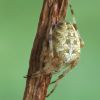 Araneus diadematus