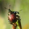 Трубкокрут осиковий (Byctiscus populi)