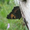 Aglais urticae (Nymphalidae)