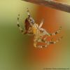 Araneus diadematus