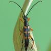 Strangalia attenuata