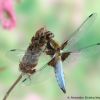 Libellula depressa