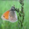 Окачик звичайний (Coenonympha pamphilus)