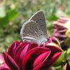 Polyommatus icarus (Lycaenidae)