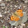 Vanessa cardui (Nymphalidae)