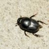 Onthophagus sibiricus (Scarabaeidae)