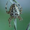 Araneus diadematus