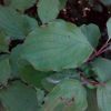 Cornus sanguinea subsp. australis