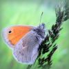 Окачик звичайний (Coenonympha pamphilus)