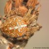 Araneus diadematus