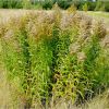 Золотарник канадський. Золотарник канадский.  Solidago canadensis