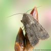 Agrotis segetum