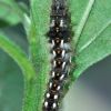 Acronicta rumicis