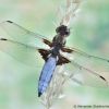 Libellula depressa