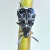 Bruchus atomarius