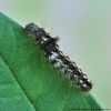 Acronicta rumicis