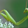 Mantis religiosa