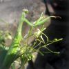 Богомол звичайний (Mantis religiosa)