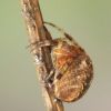 Araneus diadematus