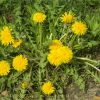 Кульбаба лікарська. Одуванчик лекарственный. Taraxacum officinale