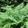 Папороть чоловіча. Щитовник мужской. Dryopteris filix-mas