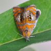 Olethreutes arcuella