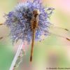 Sympetrum meridionale