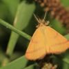 Lythria purpurata (Geometridae, Lepidoptera)