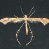 Platyptila gonodactyla